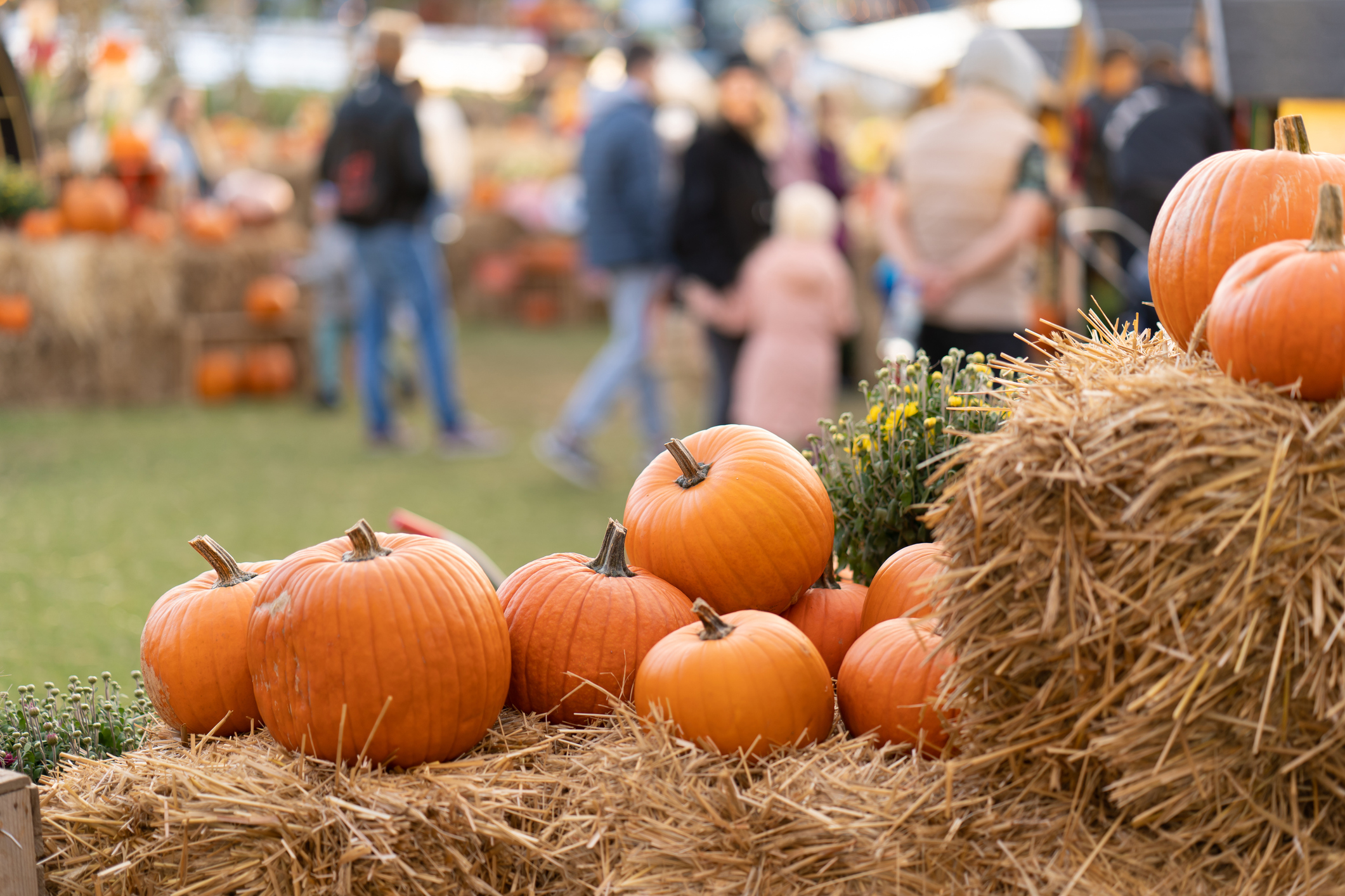 pumpkin patch with people in background